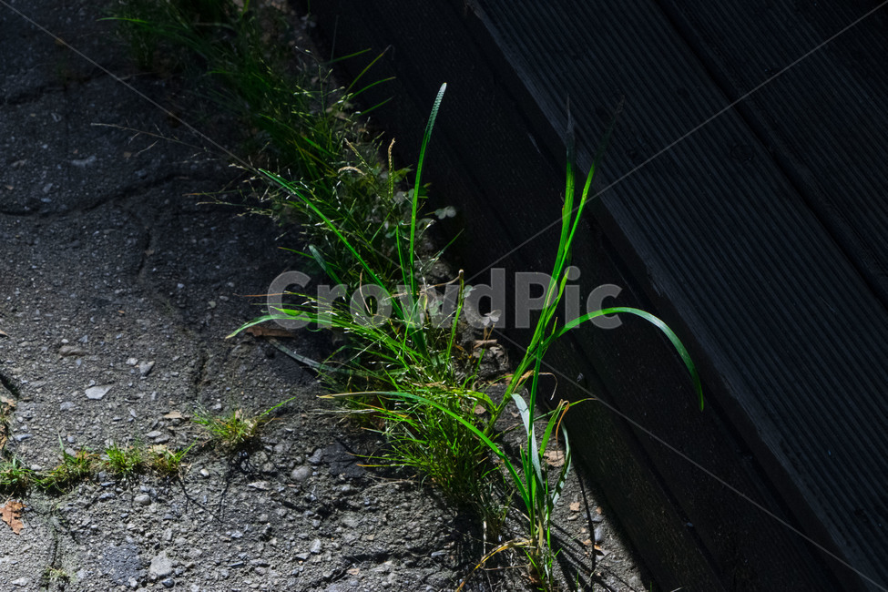 초록,잡초,풀,어두운,green,보도블럭,도로,grass,nature,자연