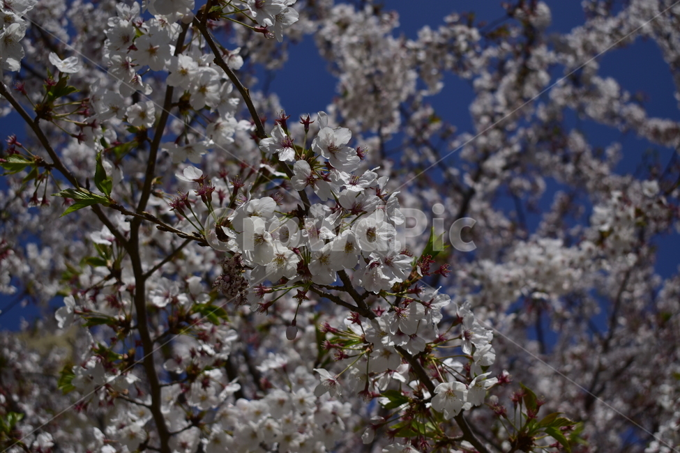 벚꽃,봄,벚꽃나무,꽃,개화,봄,계절,spring,season,식물,자연,plants,nature,꽃,flower,plant,blossom