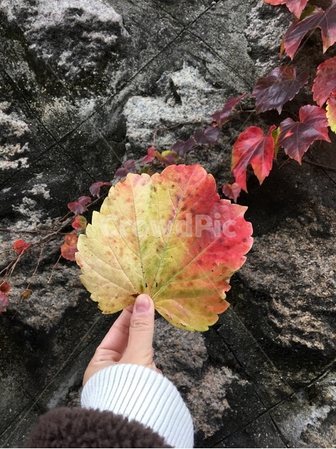 낙엽,가을,단풍,계절,나뭇잎,벽,가을,계절,fall,autumn,season,식물,자연,plants,nature,leaf,잎,plant,tree,나무,maple