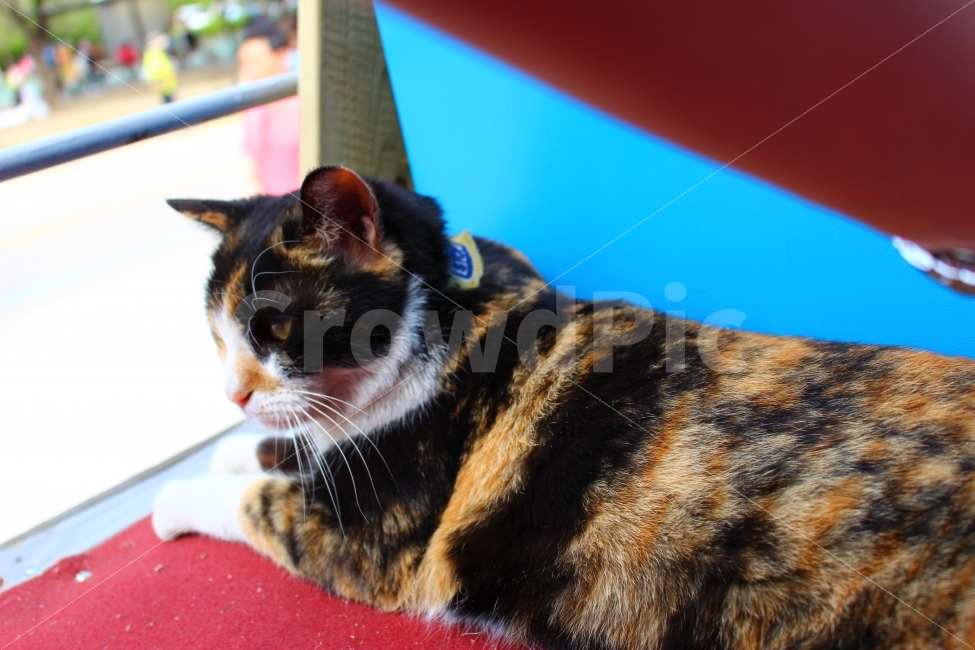 한강,건대,뚝섬,유원지,공원,애완동물,고양이,동물,animal,고양이,cat,kitten,kitty,포유류,mammal
