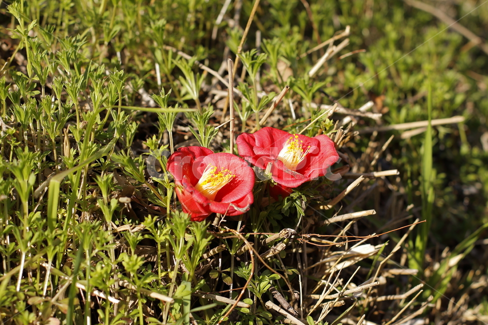자연,꽃,식물,화사함,봄,풍경,아웃포커스,neture,flower,plant,bright,spring,scenery,outfocus,빨강,붉은,red,꽃,flower