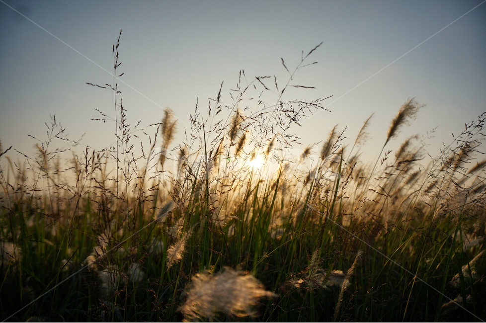 자연,하늘,노을,일몰,갈대밭,자연,풍경,nature,landscape,grass,잔디,plant,식물,lawn,reed,갈대