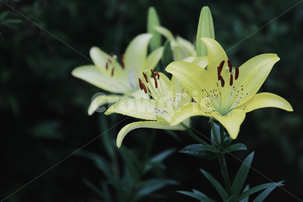 꽃,flower,야생화,백합,들꽃,여름꽃,식물,자연,plants,nature,꽃,flower