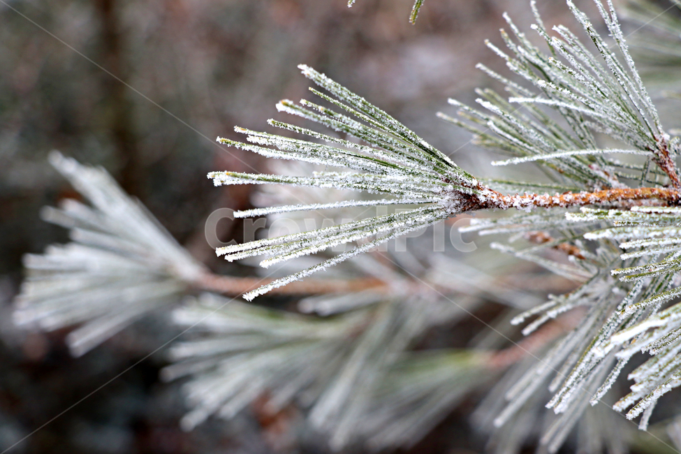 한라산,1100고지,눈꽃,설경,눈,snow,자연,옥외,outdoors,nature