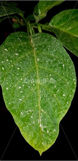 잎사귀,비오는날,leaf,비맞은이파리,클로즈업,이파리