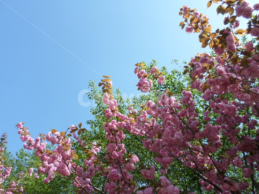 문수사,겹벚꽃,하늘,몽글몽글,팝콘,식물,자연,plants,nature,꽃,flower