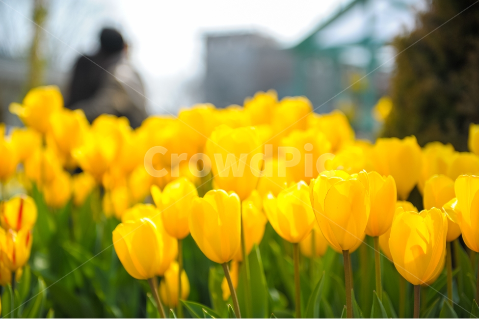 튤립,꽃,빛,봄,놀이동산,에버랜드,RepublicofKorea,sky,봄,계절,spring,season,식물,자연,plants,nature,꽃,flower,plant