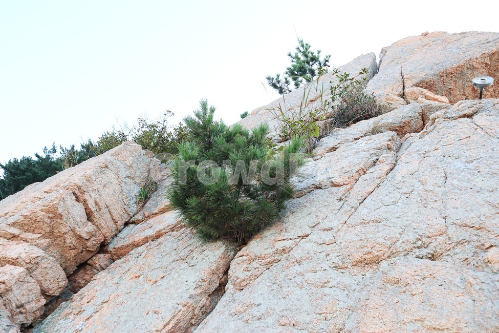 바위산,바위,나무,생명력,자연,자연,풍경,nature,landscape,rock,록