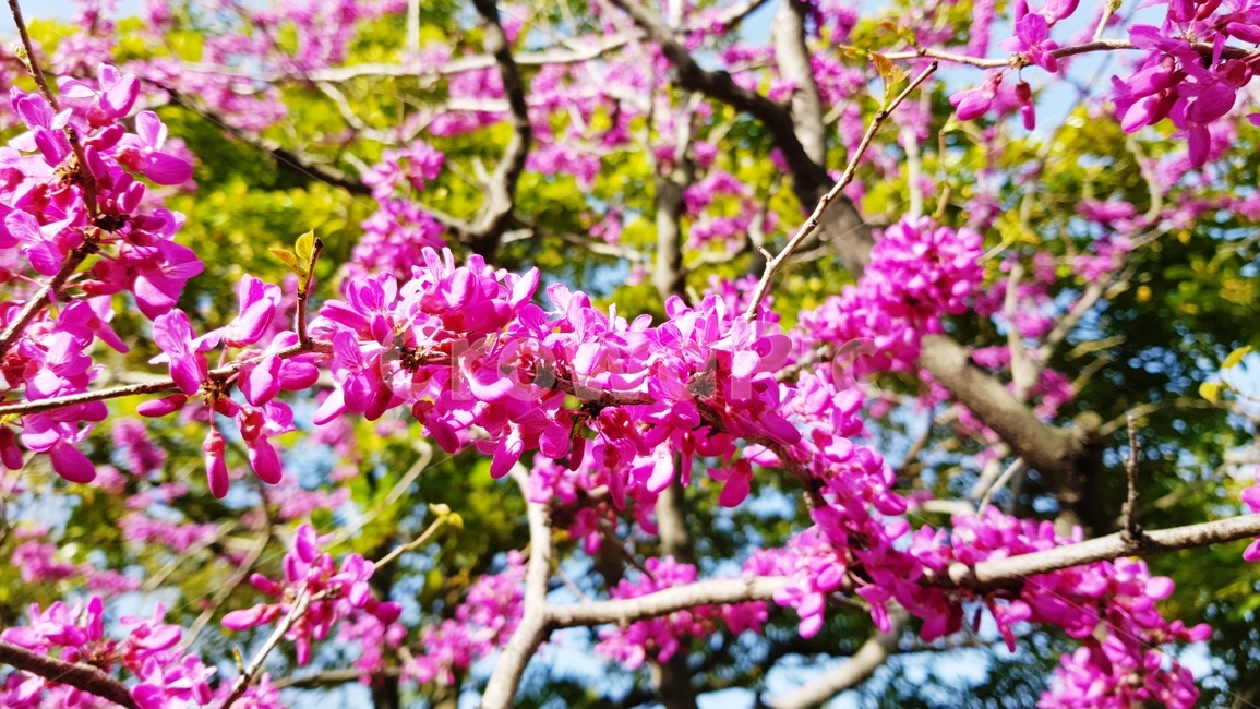 꽃,나무,꽃나무,정원,공원,새