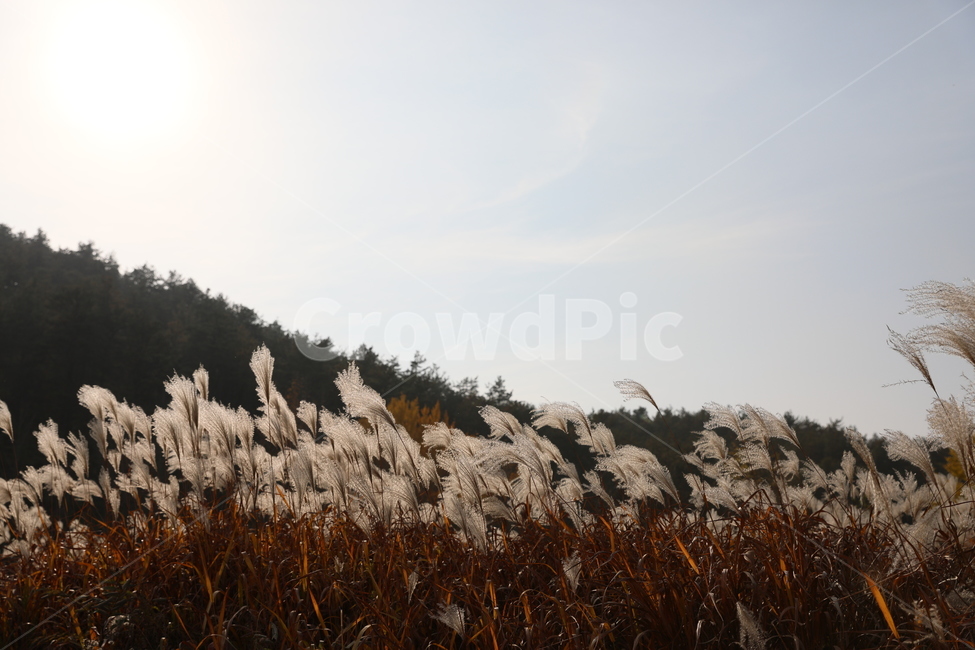 가을,억새,풍경,식물,자연,가을,계절,fall,autumn,season,자연,풍경,nature,landscape,grass,잔디,plant,lawn,reed,갈대
