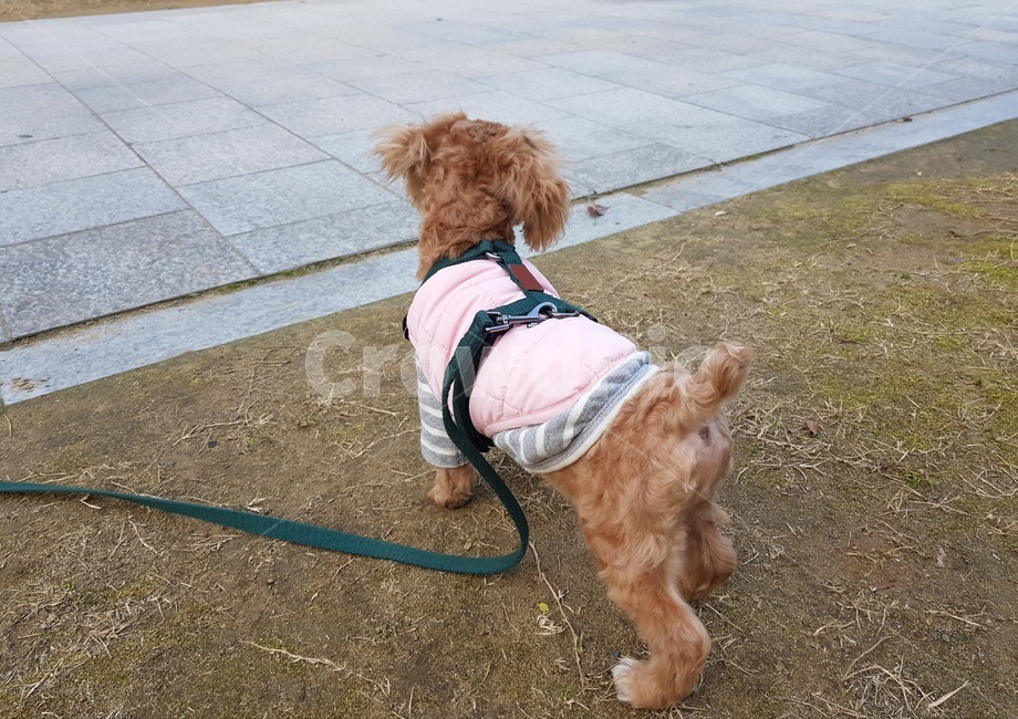 강아지,산책,푸들,소형견,뒷모습
