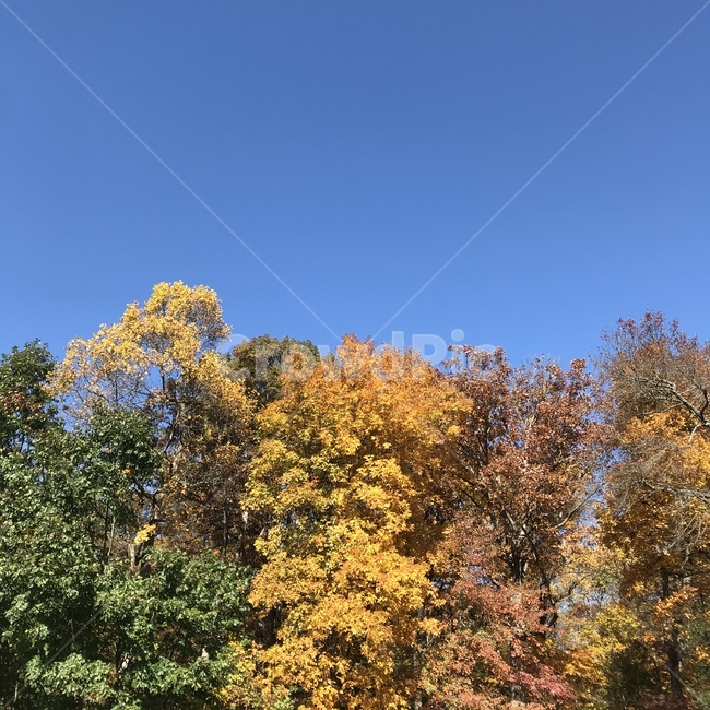 자연,나무,단풍,식물,tree