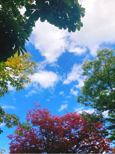 하늘,나무,단풍,구름,공원,사람없음,경치,풍경,가을,계절,fall,autumn,season,자연,풍경,nature,landscape,tree,plant,식물,leaf,잎