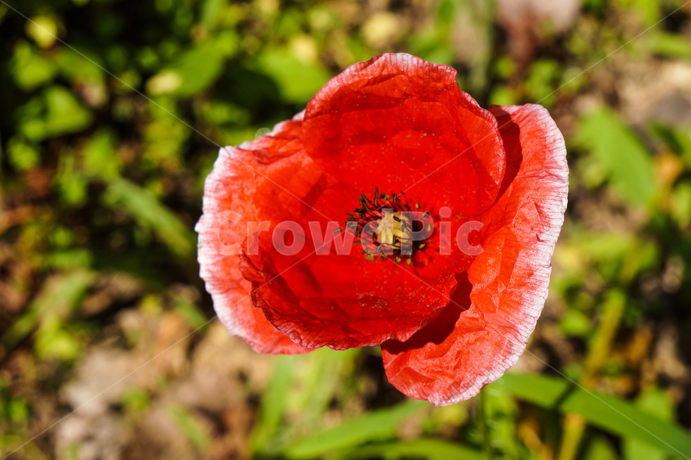 꽃,여름,빨강,양귀비,빨간꽃,식물,자연,plants,nature,꽃,flower