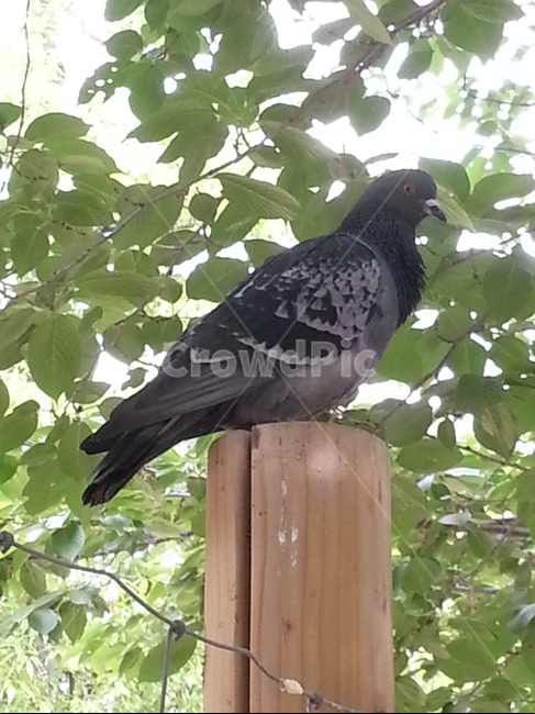 비둘기,pigeon,dove,새,bird,조류,동물,animal,야외,한마리,나뭇잎