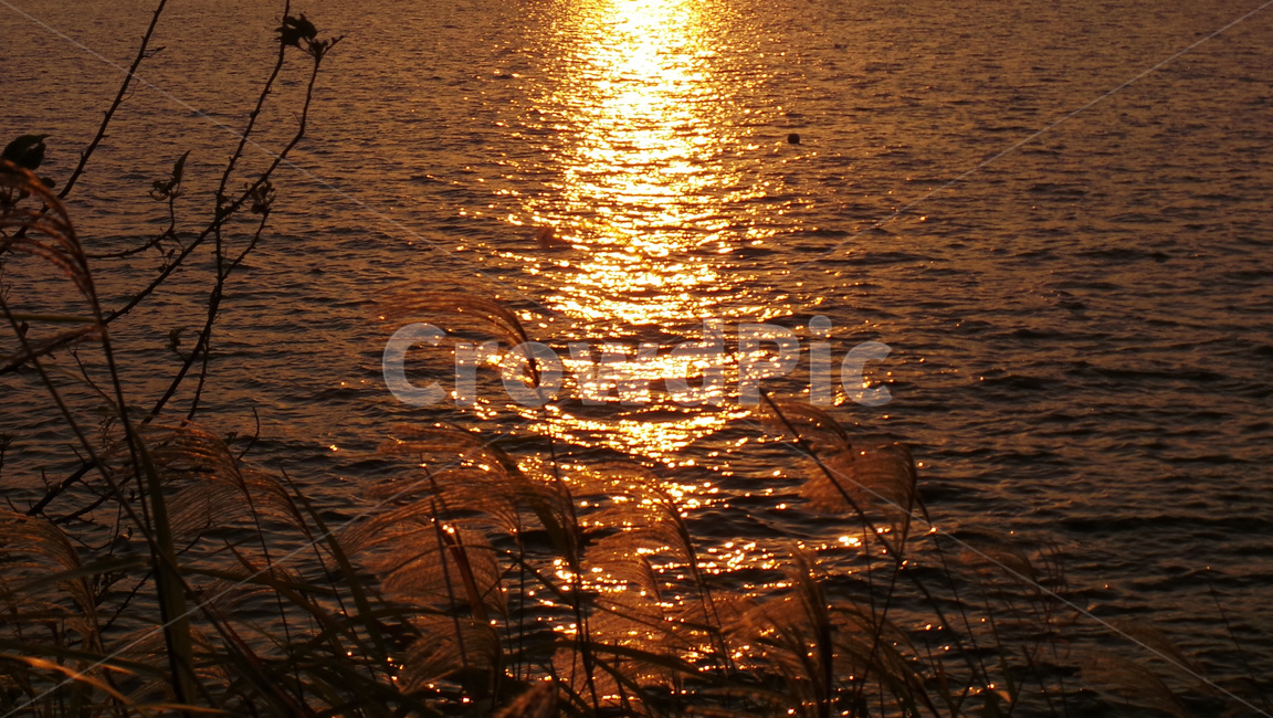 갈대,억새풀,갈대밭,강물,강,석양,식물,물반사,가을,감성,가을,계절,fall,autumn,season,식물,자연,plants,nature,sunlight,햇빛,light,빛,flare,플레어,outdoors,옥외