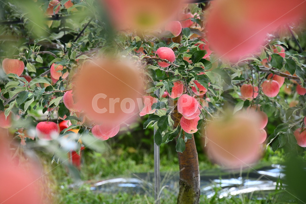 사과,과일,음식,plant,apple,과수원,식품,과일,열매,fruit