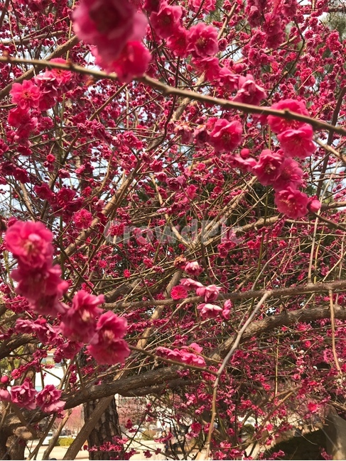 꽃,순천,홍매화,매화,봄,자연,산책,분홍,분홍색,붉은색,가지,나무,감성,색채,색감,색상,식물,자연,plants,nature,꽃,flower