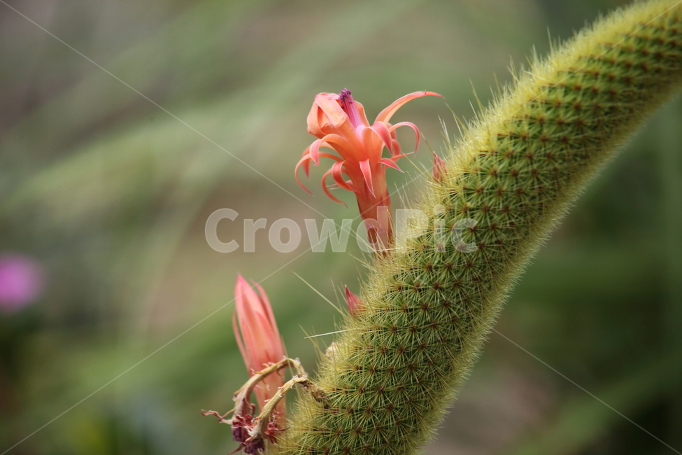 여우꼬리선인장,꽃,가시,온실,cactus