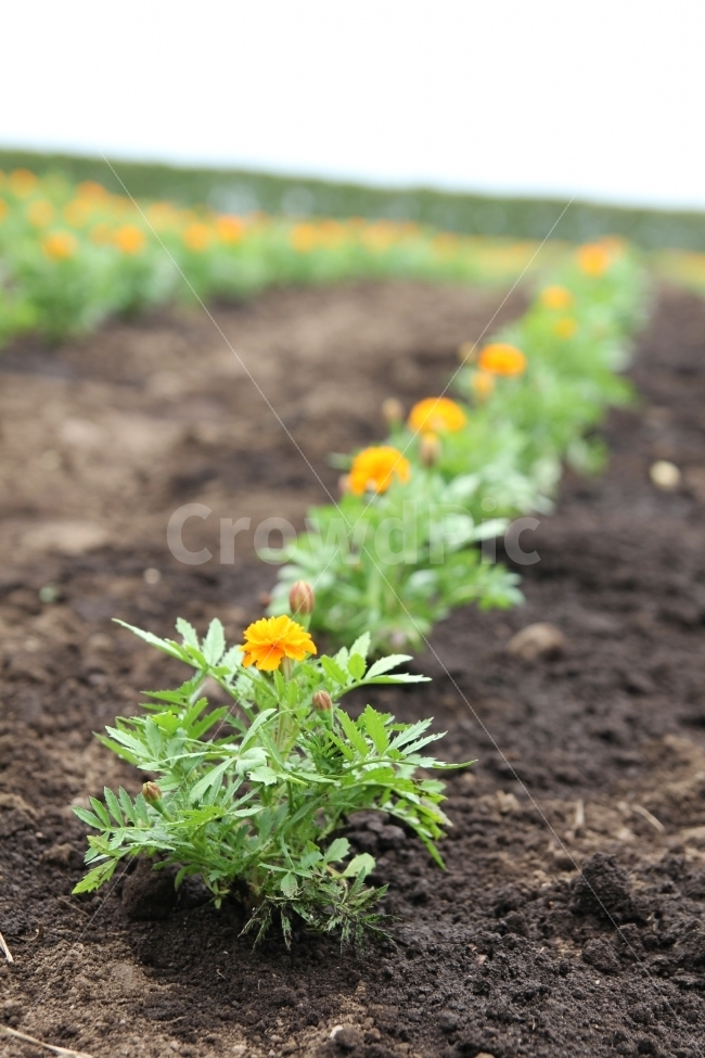 풍경,자연,식물,꽃,감성사진,식물,자연,plants,nature,꽃,flower