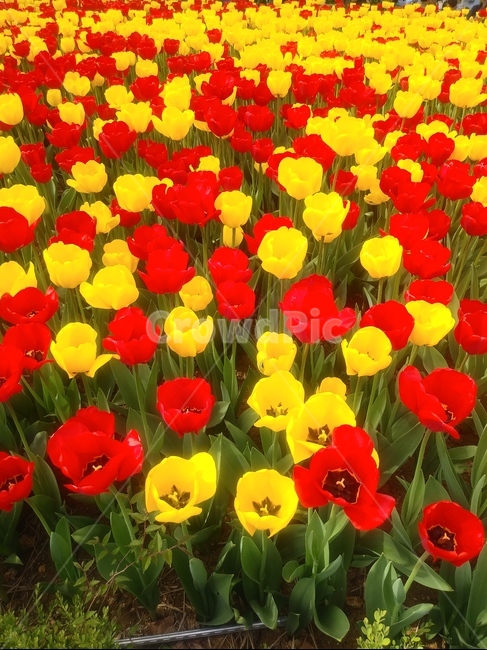 튤립,고백,매혹,사랑,봄,노랑,노란색,빨강,4월,5월,꽃,blossom,식물,flower
