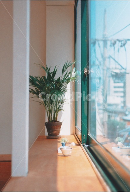식물,화분,소품,햇빛,실내,감성,sensible,feeling,휴식,힐링,rest,relaxation,healing,인테리어,실내디자인,interior design