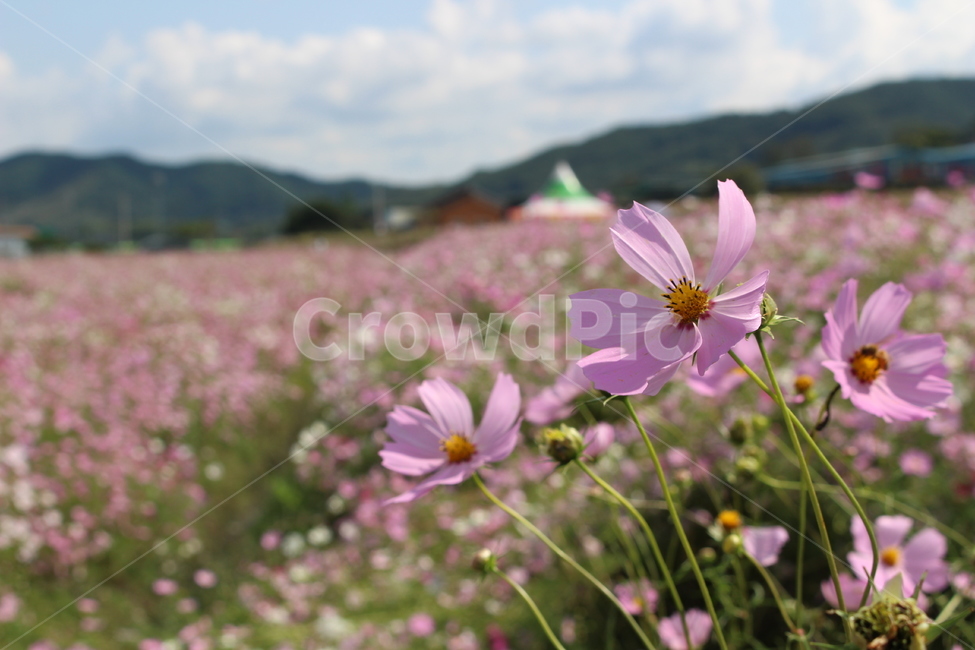 꽃,코스모스,가을,가을꽃,flower,공원,축제,코스모스축제,plant,식물,자연,plants,nature,꽃,flower