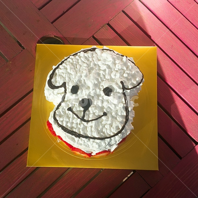 케이크,강아지,직접만든케이크,생일,축하,홈메이드케이크,딸기케이크,생크림케이크
