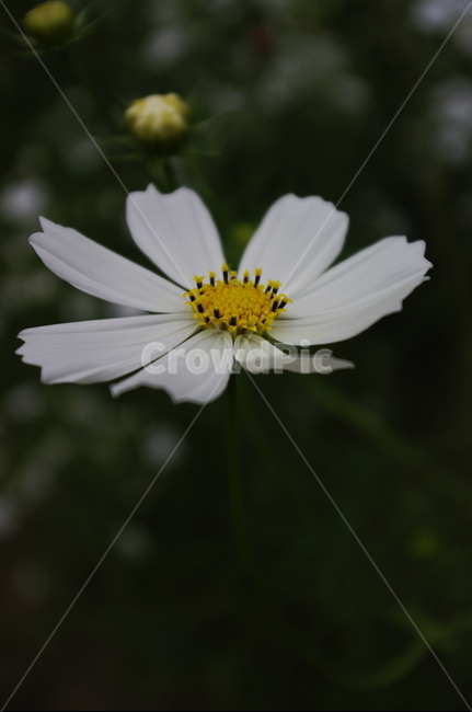 코스모스,꽃,flower,식물,plant,자연,nature