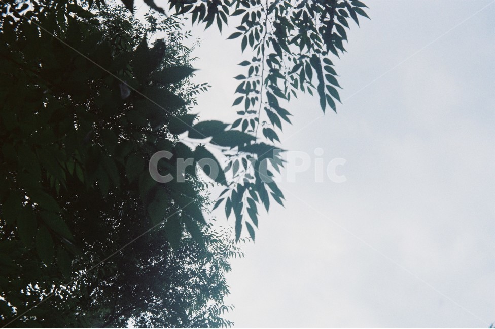 나무,tree,여름,하늘,풍경,summer,초록,green,sky,나뭇잎,필름,film
