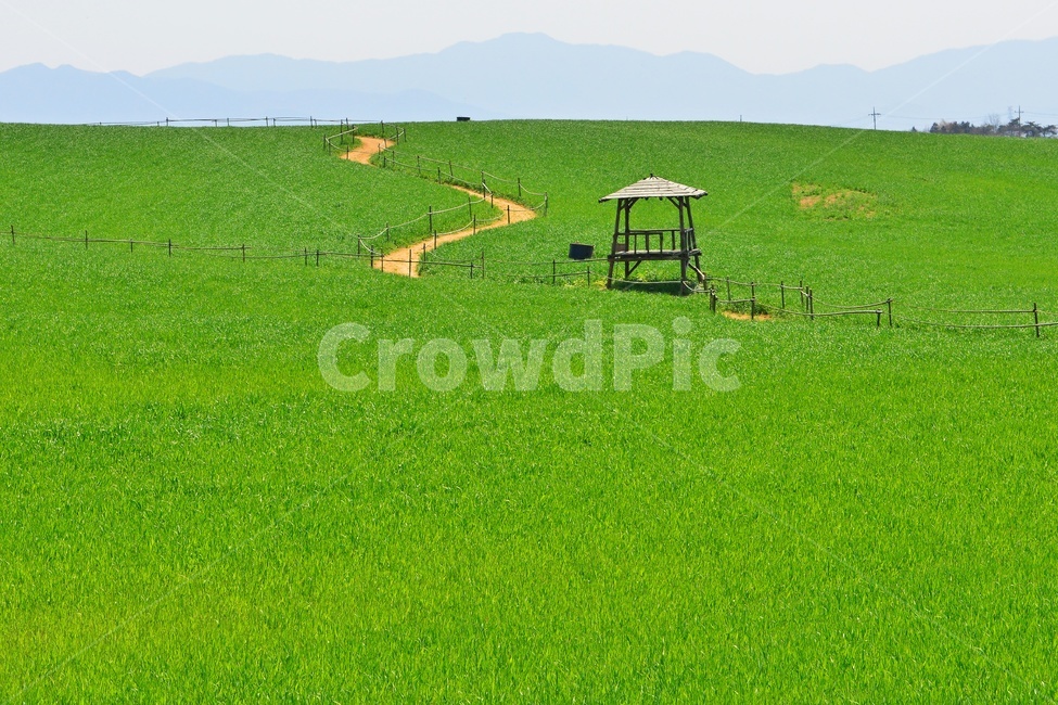 nature,자연,landscape,경치,outdoors,옥외,scenery,풍경,봄,계절,고창,학원농장,청보리밭,정자,길