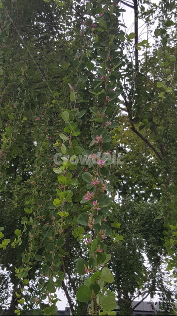꽃,나뭇잎,나무,나뭇가지,자연,자연물,식물,식물,자연,plants,nature,꽃,flower