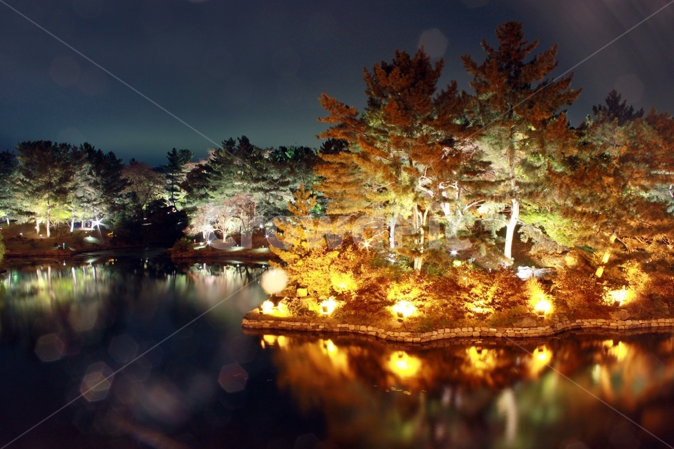 안압지,연못,풍경,야경,나무,밤,nightseeing,반영,불빛,landmark,landscape,자연,풍경,nature,landscape,야경,밤,nightscape,night,tree,plant,식물