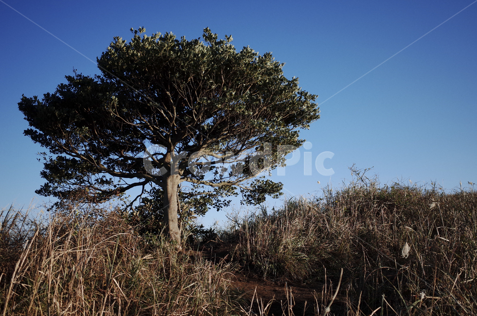 outdoors,옥외,landscape,경치,nature,자연,scenery,풍경,hill,언덕,plant,식물,tree,나무