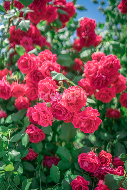 장미,하늘,분홍색,꽃잎,rose,싱그러운