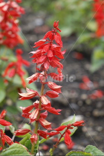 nature,japan,destrier,Overseas,One bunch,summer,red flower,flower,Red,overseas scenery,world,sight,bokeh,tanbara,Salvia