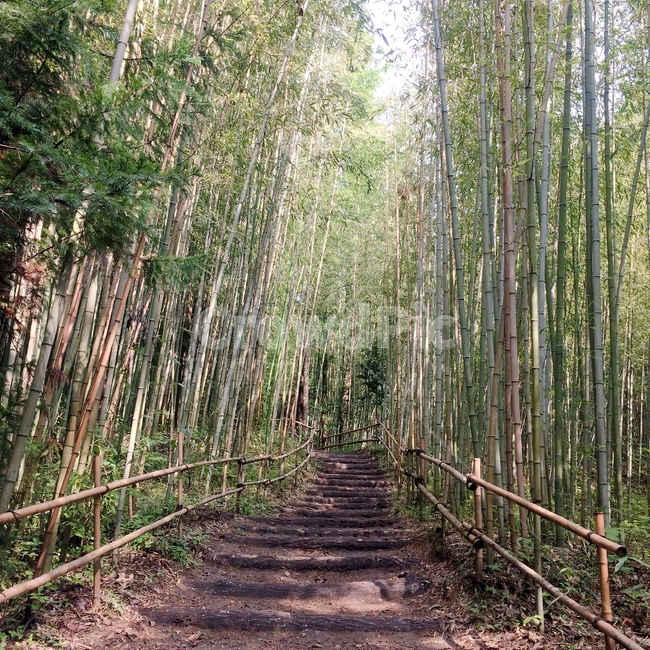 대나무,숲,나무,자연,산,woods,bamboo,tree,nature,mountain