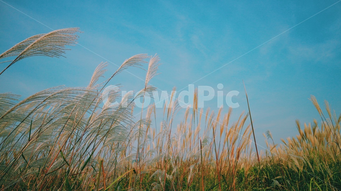 억새축제,가을,갈대,자연,식물,풍경,계절,fall,season,autumn,축제,하늘,날씨