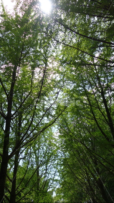 나무,숲,햇살,자연,tree,woods,nature,식물,자연,plants,nature,나무,trees,wood