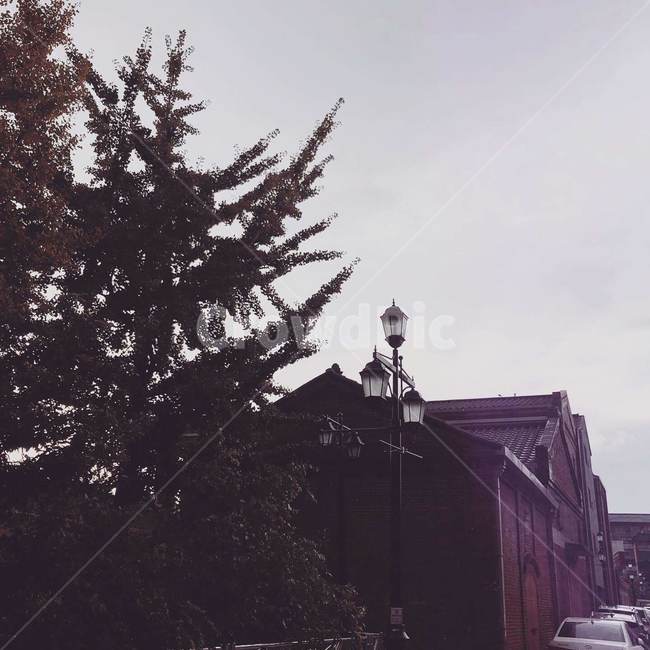 plant,식물,tree,나무,전나무,가로수,가로등,하늘,건물,거리,길거리