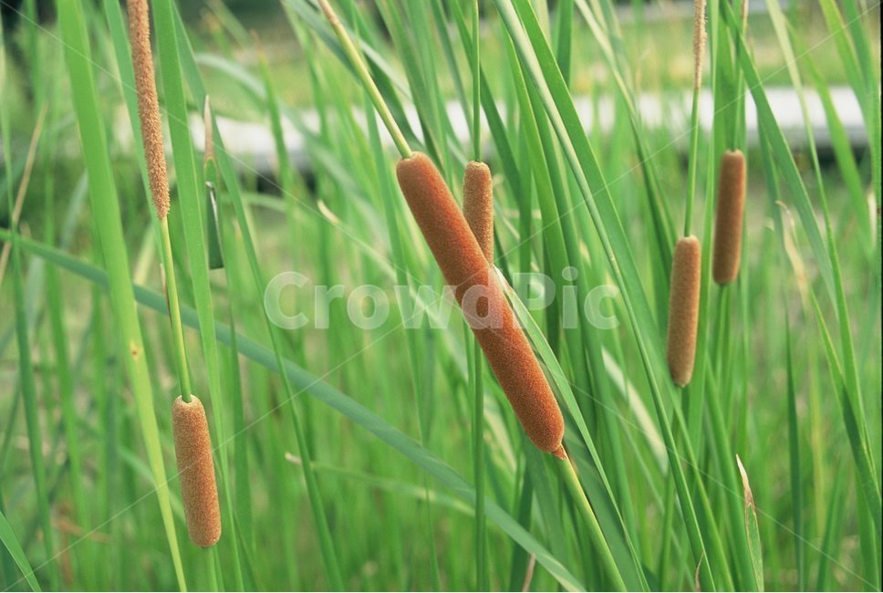 꽃,필름카메라,자연,필름,풀,감성사진,식물,자연,plants,nature