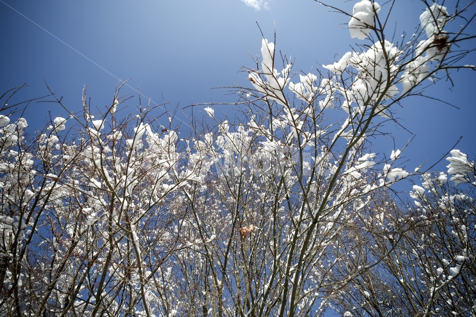 겨울,설경,풍경,나무,하늘,winter,tree,snow,겨울,계절,winter,season,식물,자연,plants,nature,나무,trees,wood