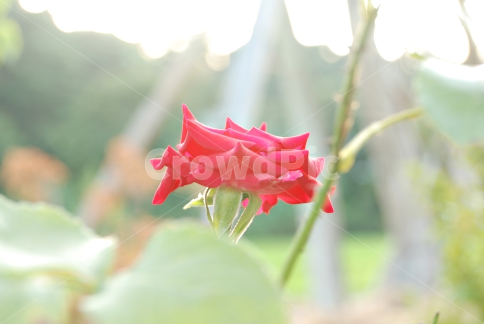 자연,식물,꽃,장미꽃,빨간꽃,식물,자연,plants,nature,꽃,flower