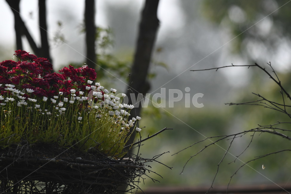 식물,자연풍경,꽃,감성사진,봄,봄,계절,spring,season,식물,자연,plants,nature,꽃,flower