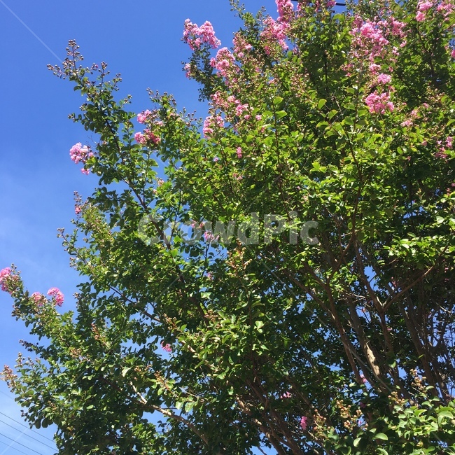 plant,식물,tree,나무,봄,공원,산책,미세먼지