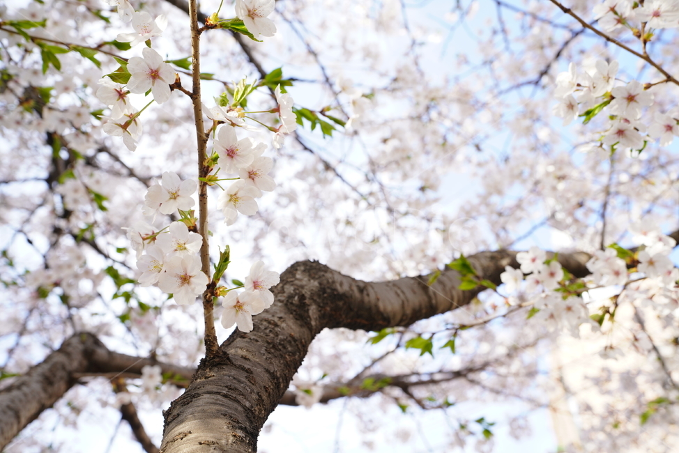 꽃,벚꽃,봄,계절,플라워,화이트,흰색,하얀색,생물,감성,느낌,식물,flower,spring,white,봄,계절,spring,season,식물,자연,plants,nature,꽃,flower,plant