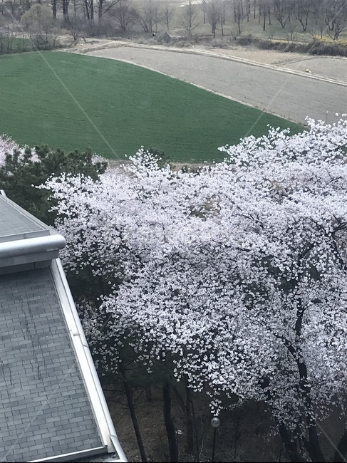 벚꽃,벚꽃나무,자연,nature,tree