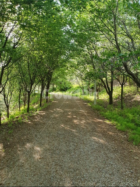 오솔길,비탈길,비포장길,자갈길,산길,자연,풍경,nature,landscape,dirt road,흙길,road,도로,gravel,자갈,plant,식물,tree,나무