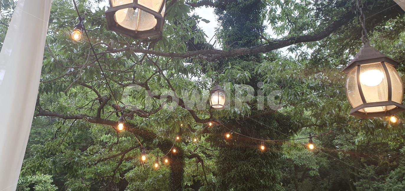 나무,빛,불빛,tree,wood,light