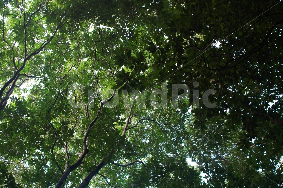 자연,하늘,나무,여름,계룡산,등산,자연,풍경,nature,landscape,식물,plants,나무,trees,wood,휴식,힐링,rest,relaxation,healing